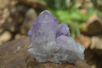 Natural Jacaranda Amethyst Clusters  x 3 From Mumbwa, Zambia - Toprock Gemstones and Minerals 