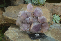 Natural Jacaranda Amethyst Cluster x 1 From Mumbwa, Zambia - TopRock