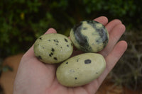 Polished Spotted Leopard Stone Gallets  x 12 From Zimbabwe - TopRock