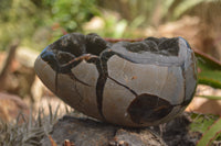 Polished Septaria Dragons Egg x 1 From Mahajanga, Madagascar - TopRock