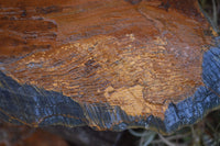 Natural Sliced Tigers Eye Specimen x 1 From Prieska, South Africa - Toprock Gemstones and Minerals 