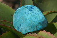 Polished Blue Shattuckite Free Forms  x 5 From Namibia