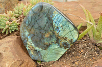 Polished Labradorite Standing Free Form With A Full Face Flash x 1 From Tulear, Madagascar - TopRock