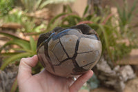 Polished Septaria Dragons Egg x 1 From Mahajanga, Madagascar - TopRock