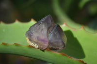 Natural Single Smokey Amethyst Crystals  x 35 From Chiredzi, Zimbabwe - Toprock Gemstones and Minerals 