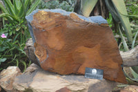 Natural Sliced Tigers Eye Specimen x 1 From Prieska, South Africa - Toprock Gemstones and Minerals 