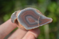 Polished Red River Agate Nodules  x 12 From Sashe River, Zimbabwe - Toprock Gemstones and Minerals 