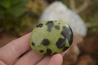 Polished Spotted Leopard Stone Gallets  x 12 From Zimbabwe - TopRock