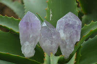 Natural Single Zambian Jacaranda Amethyst Points - Sold per 1.6 kg (24 points per tray) - From Mumbwa, Zambia - TopRock