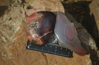 Polished Red River Agate Nodules  x 12 From Sashe River, Zimbabwe - Toprock Gemstones and Minerals 