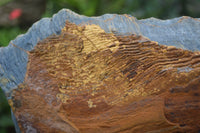 Natural Sliced Tigers Eye Specimen x 1 From Prieska, South Africa - Toprock Gemstones and Minerals 