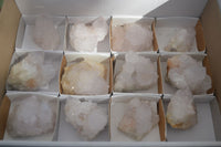 Natural White Cactus Flower Spirit Quartz Specimens  x 12 From Boekenhouthoek, South Africa - Toprock Gemstones and Minerals 