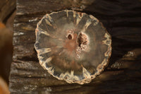 Polished  Petrified Wood Branch Pieces x 2 From Gokwe, Zimbabwe