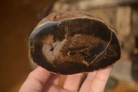 Polished  Petrified Wood Branch Pieces x 2 From Gokwe, Zimbabwe