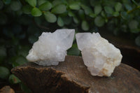 Natural White Cactus Flower Spirit Quartz Specimens  x 12 From Boekenhouthoek, South Africa - Toprock Gemstones and Minerals 