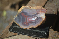 Polished Banded River Agate Nodules  x 6 From Sashe River, Zimbabwe - Toprock Gemstones and Minerals 