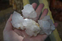 Natural White Cactus Flower Spirit Quartz Specimens  x 12 From Boekenhouthoek, South Africa - Toprock Gemstones and Minerals 