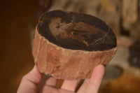 Polished  Petrified Wood Branch Pieces x 2 From Gokwe, Zimbabwe