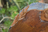 Natural Sliced Tigers Eye Specimen x 1 From Prieska, South Africa - Toprock Gemstones and Minerals 