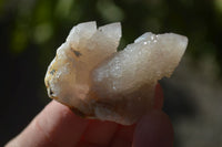 Natural White Spirit Cactus Flower Quartz Crystals x 70 From Boekenhouthoek, South Africa