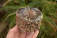 Polished  Petrified Wood Branch Pieces x 2 From Gokwe, Zimbabwe