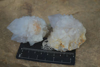 Natural White Cactus Flower Spirit Quartz Specimens  x 12 From Boekenhouthoek, South Africa - Toprock Gemstones and Minerals 