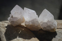 Natural White Spirit Cactus Flower Quartz Crystals x 70 From Boekenhouthoek, South Africa