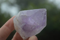 Natural Single Zambian Jacaranda Amethyst Points - Sold per 1.6 kg (24 points per tray) - From Mumbwa, Zambia - TopRock