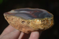 Polished Banded River Agate Nodules  x 6 From Sashe River, Zimbabwe - Toprock Gemstones and Minerals 