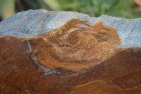 Natural Sliced Tigers Eye Specimen x 1 From Prieska, South Africa - Toprock Gemstones and Minerals 