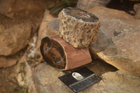 Polished  Petrified Wood Branch Pieces x 2 From Gokwe, Zimbabwe