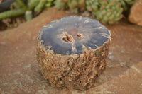 Polished  Petrified Wood Branch Pieces x 2 From Gokwe, Zimbabwe