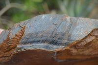 Natural Sliced Tigers Eye Specimen x 1 From Prieska, South Africa - Toprock Gemstones and Minerals 