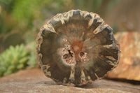 Polished  Petrified Wood Branch Pieces x 2 From Gokwe, Zimbabwe