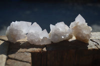 Natural White Cactus Flower Spirit Quartz Specimens  x 12 From Boekenhouthoek, South Africa - Toprock Gemstones and Minerals 