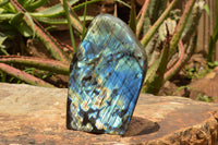 Polished Labradorite Standing Free Form With A Full Face Flash x 1 From Tulear, Madagascar - TopRock