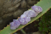 Natural Mini Flower Amethyst Crystals  x 148 From Madagascar - Toprock Gemstones and Minerals 