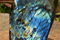 Polished Labradorite Standing Free Form With A Full Face Flash x 1 From Tulear, Madagascar - TopRock