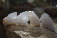 Natural White Spirit Cactus Flower Quartz Crystals x 70 From Boekenhouthoek, South Africa