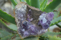 Natural Conglomerate Amethyst Clusters (Man Made) x 6 From Chiredzi, Zimbabwe - TopRock