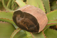 Polished  Petrified Wood Branch Pieces x 2 From Gokwe, Zimbabwe