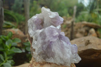 Natural Jacaranda Amethyst Cluster x 1 From Mumbwa, Zambia - TopRock