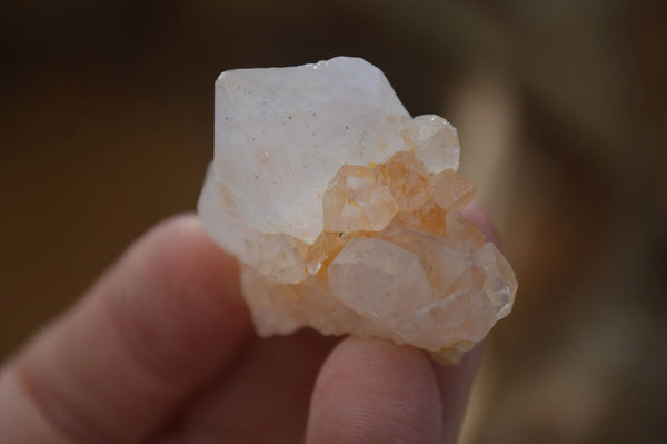 Natural White Spirit Cactus Flower Quartz Crystals x 70 From Boekenhouthoek, South Africa