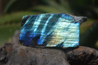 Polished One Side Polished Labradorite Pieces x 24 From Tulear, Madagascar