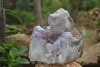 Natural Jacaranda Amethyst Cluster x 1 From Mumbwa, Zambia - TopRock