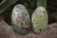 Polished Leopard Stone Standing Free Forms  x 6 From Zimbabwe - Toprock Gemstones and Minerals 