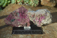 Natural Pink Salrose Cobaltion Dolomite Specimens x 6 From Kakanda, Congo