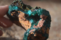 Natural Large Dioptase With Malachite Specimens x 2 From Likasi, Congo