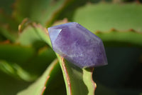 Polished Window Amethyst Points x 25 From Ankazobe, Madagascar