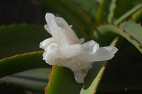 Natural Small Clear Quartz Crystal Specimens  x 35 From Madagascar